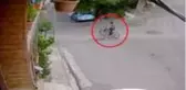 Ağaç, bisikletli çocuğun üstüne devrildi! Olay anı saniye saniye kamerada