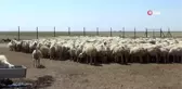 Aksaray'da koyun sürüsüne koç katımı yapıldı