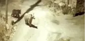 Köye inen ayılar 2 bin liralık bal yedi! O anlar kameralara yansıdı