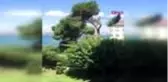 BOĞAZ'DAKİ FISTIK ÇAMINI KESTİLER...