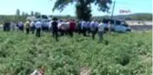ÇANAKKALE Çanakkale'de domates hasat şenliği düzenlendi
