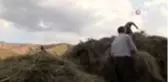 Şırnak'ta saman hasadı başladı