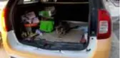 Annesi ölen kedi taksi durağının maskotu oldu