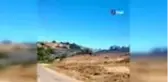 Son dakika haberleri | Paşalimanı Adası'nda zeytinlik yangını