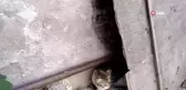 Boğazına kemik batan sokak kedisi ameliyatla sağlığına kavuştu