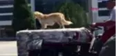 Son dakika! MUĞLA Köpeğin traktör motor kaputu üzerindeki yolculuğu kamerada