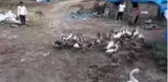 Pandemi döneminde biriktirdiği burs parası ile kaz yetiştiriciliğine başladı