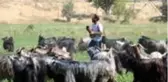 Sivaslı çoban, 25 bin liralık ekipman alarak başladığı doğa fotoğrafçılığında profesyonellere taş çıkarıyor