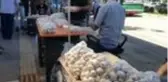 Tunceli'nin dağ sarımsağı için 1 milyon lira destek