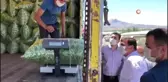 Son dakika haber... 3 bin 500 kişinin yevmiyeyle çalıştığı ovada fasulye hasadı başladı