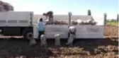 Patateste ihracat ön izin şartının kaldırılması çiftçiye nefes aldıracak