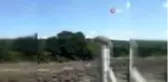 Çatalca'da İguana şaşkınlığı
