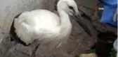 Göç yorgunu leylek bakıma alındı