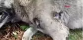 KOCAELİ Kaybolan köpeğini tabancayla vurulmuş halde buldu