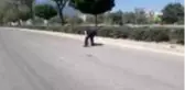 Sevimli kaplumbağa ezilmekten son anda kurtuldu