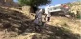 Gercüş'te sumak hasadı