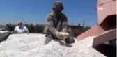 Karaman'da kuru fasulye hasadı başladı