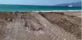 Sahildeki caretta caretta yuvaları ezildi, yumurtaları martılar yedi