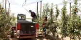 Elmadaki verim ve kalite üreticinin yüzünü güldürüyor