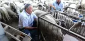 Dünyaca ünlü ezine peynirinin sırrı bu bölgede yetişen hayvanların sütünde gizli