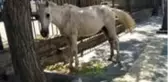 Görenler gözlerine inanamadı! Başıboş at, saatlerce şehrin göbeğinde dolaştı