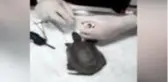 Oltanın kancası kaplumbağanın ağzına takıldı