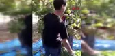 ANTALYA Fındık toplarken vurulup ölen Doğan, gözyaşlarıyla toprağa verildi