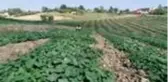 Koyun otlatıp, tarlada çalışan çocuklar fen lisesini kazandı