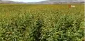 Neden Tunceli'de olmasın dedi, bin dekara ay çekirdeği ve kabak ekti