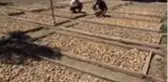 Germencik'te kuru incir hırsızlığına karşı mücadele