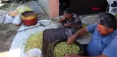 Mersin -Gülnar'da, baklavalık Antep fıstığı hasadı