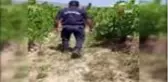 Üzüm bağında, saksılarda kenevir ve kubar yetiştirmiş