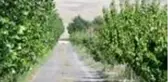 Çorak araziyi bahçeye dönüştüren esnaf tonlarca meyve yetiştiriyor