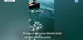 Mauritius'taki çevre felaketinde yunuslar ölüyor
