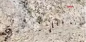 Tunceli'de, sürü halindeki şamualar görüntülendi