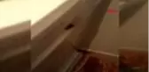 İZMİR Hamam böcekleri mahallelinin kabusu oldu