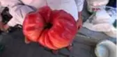 ÇANAKKALE Çanakkale'de yetişen 1 kilo 120 gramlık domates büyüklüğüyle şaşırttı