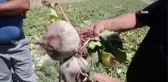 Kırmızı pancarda hasat zamanı