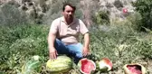Ekili arazilere bu kez domuzlar değil, köpekler zarar verdi