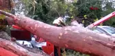 İSTANBUL-ŞİŞLİ ÖĞRETÖMENEVİ'NDE OTOMOBİLLERİN ÜZERİNE AĞAÇ DEVRİLDİ