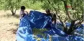 Mersin'de badem üretimi yaygınlaştı