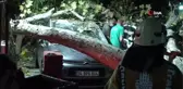 Şişli öğretmenevi bahçesindeki ağaç 4 aracın üzerine devrildi