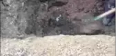 Tuvalette düşürülen 10 çeyrek altın kanalizasyonda bulundu - BURSA