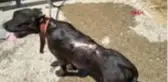 Son dakika haberleri! Villa bahçesindeki yangında alevler arasında kalan köpeği vatandaşlar kurtardı