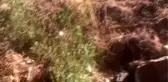 Bodrum'da atık suyun doğaya boşaltıldığı iddiası