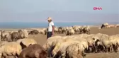 Çobanlık yaparken tıp fakültesini kazanan Muhammet, altınla ödüllendirildi