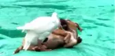 Kaz ile köpeğin örnek arkadaşlığı