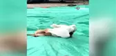 Köpek ve kazın dostluğu görenleri şaşırtıyor