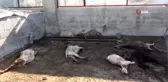 Ahıra giren sokak köpekleri 7 keçiyi telef etti, keçilerin sahibi gözyaşlarına boğuldu