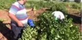 Aşırı sıcaklar üzümü vurdu